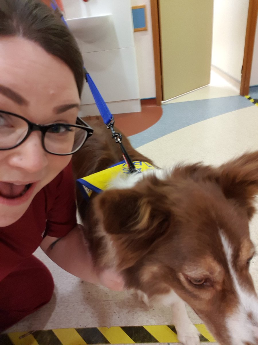hancharu's tweet photo. Met this absolutely beautiful PAT girl at work today. #dogs are too good for us. https://t.co/2osEVTnOGT