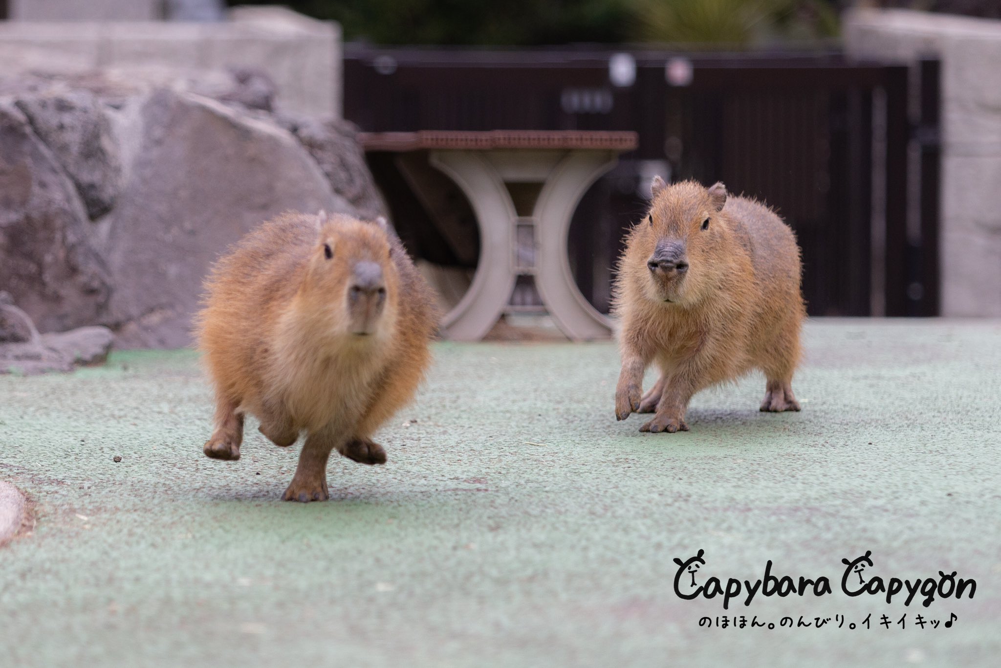 ｶﾋﾟｺﾞﾝ松島 野生カピバラ探検家 すごいプンプン顔です カピバラも怒ると目がつり上がるんです カピバラ カピバラさん 水豚 水豚君 Capybara カピバラカピゴン 伊豆シャボテン動物公園 T Co Pbjdarw5kh Twitter
