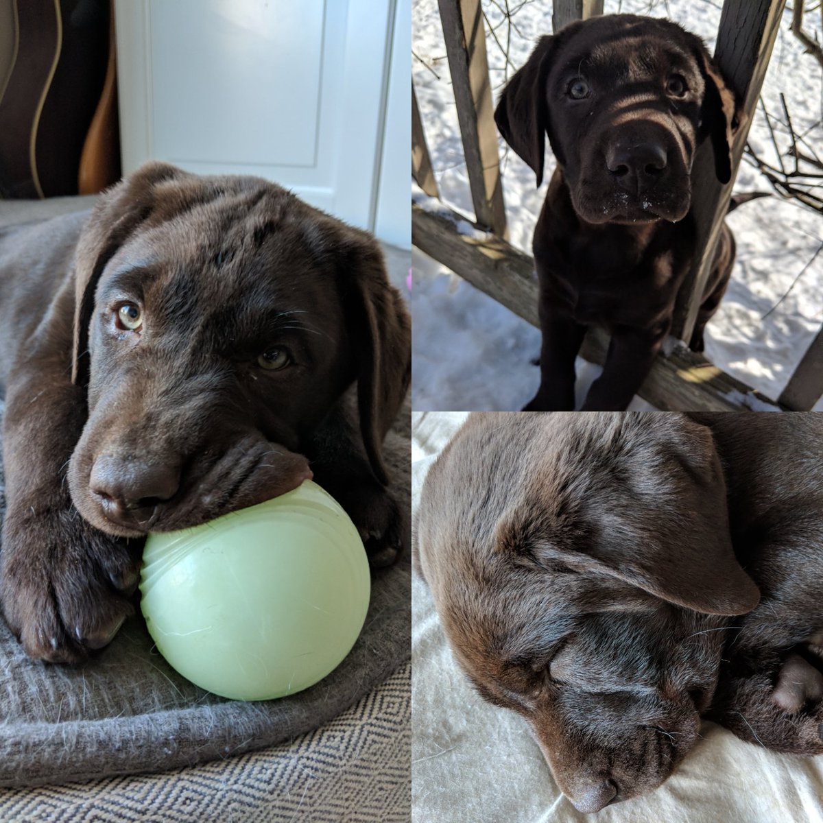 MakingFriendsDT's tweet image. Bolt update!!