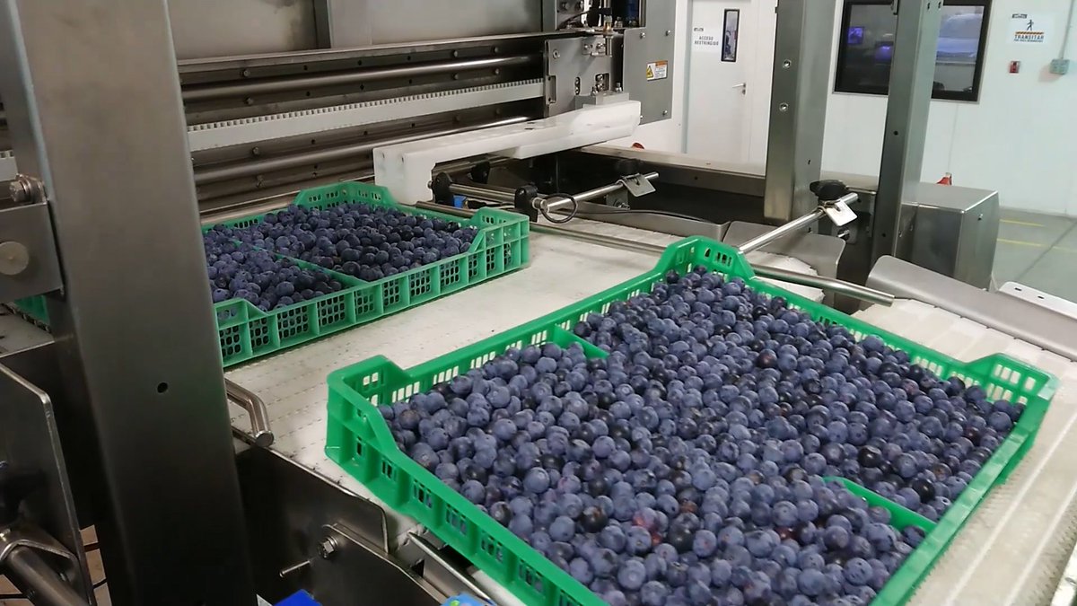 foodanddrinktec's tweet image. New Tray Tipper automates fruit delivery

bit.ly/2u2Afo8

@TOMRAFood #fruit #fruitsorting #packaging #blueberries