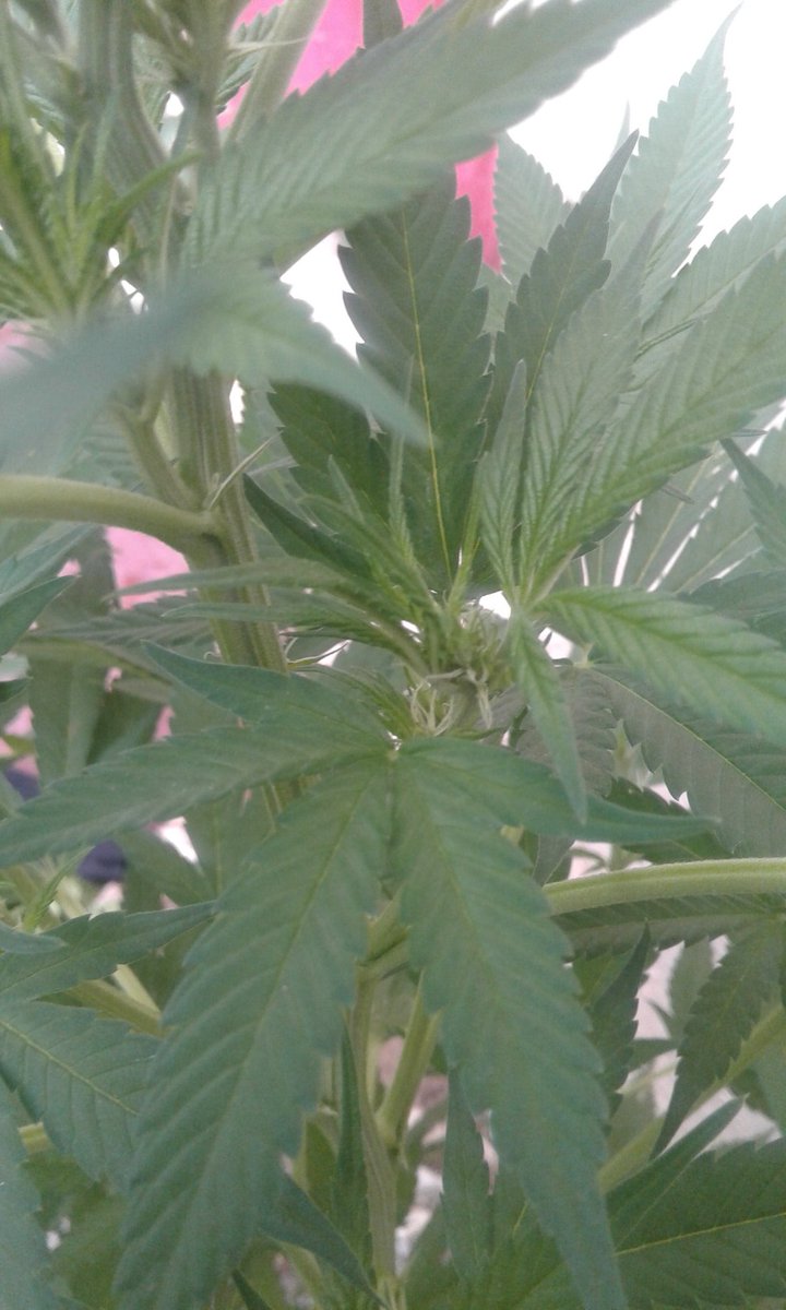My hubs Norther Lights seem to be flowering 😂