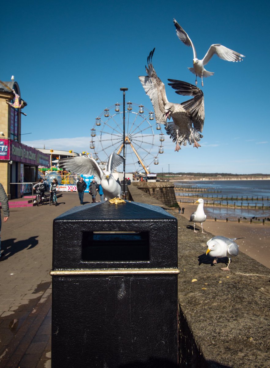#StreetPhotography #streetphoto #photographer #seagulls #seaside #documentaryphotography #streetphoto