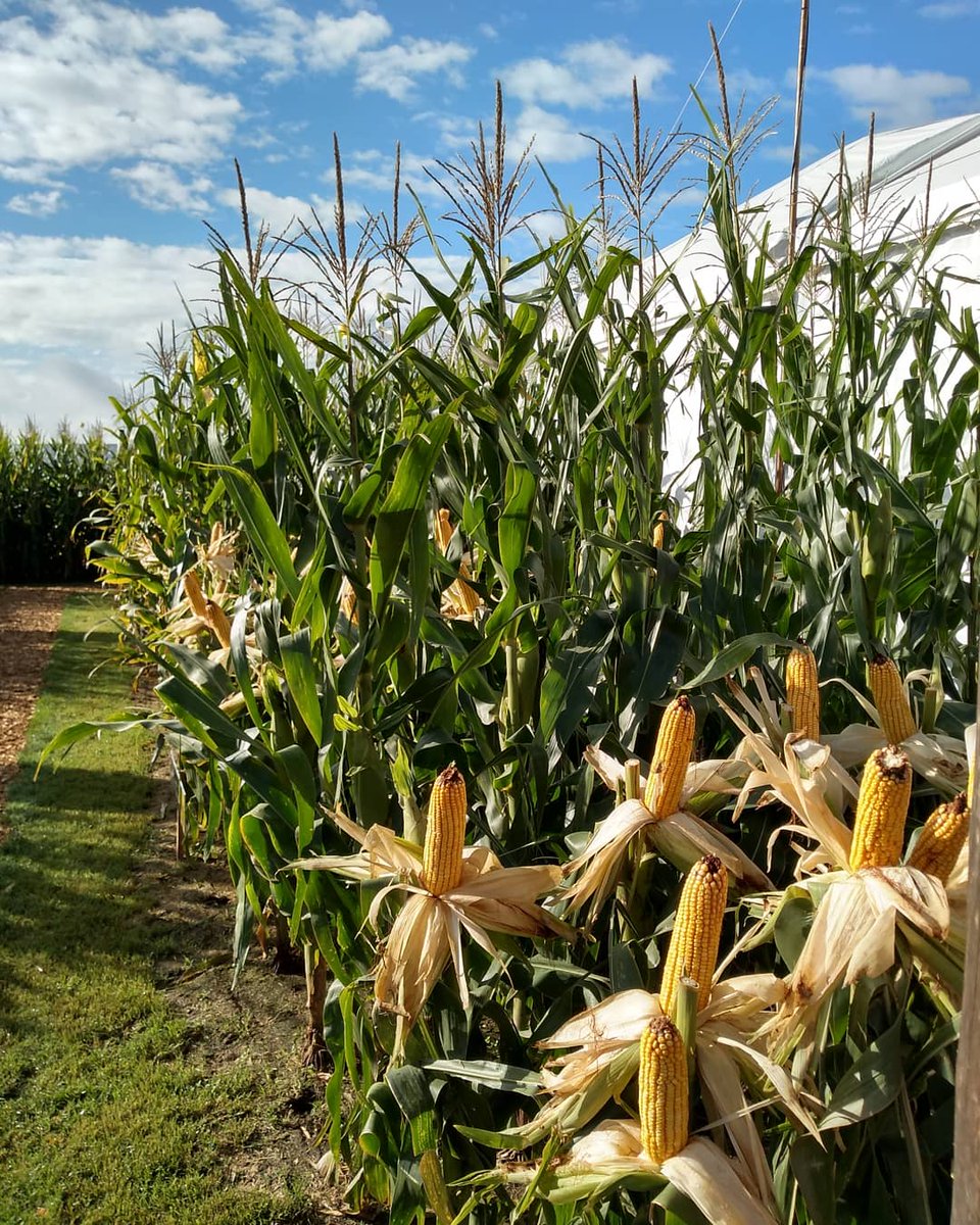 NideraSemillas's tweet photo. ¡Tenemos tantos productos para mostrarte que hasta sembramos dentro de la carpa! ¡Vení a @Expoagrocom y conocé el espacio que preparamos para vos! https://t.co/KsHmcMivpm