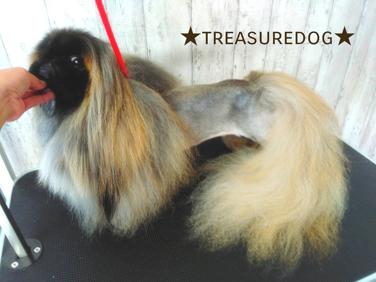 ひなワンコ 今日はトリミングday モンローは初のライオンカット ひなはいつも通り モンローは首からお尻をバリカンしたのに歩いたらあんまりわからない 笑 毛量が海外レベルだから チワックス ペキニーズ 犬好き ペキライオンカット