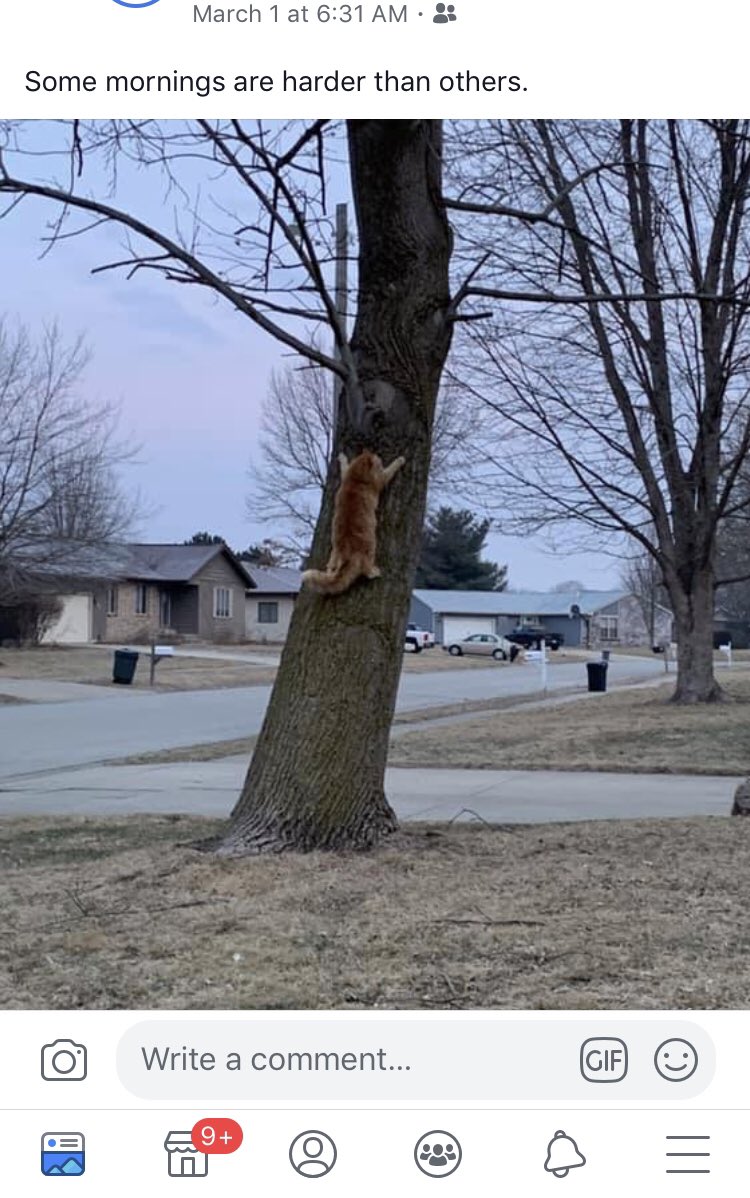 WilPhil62's tweet photo. My dad didn’t want another cat but now all he does is post photos of them doing random things on Facebook https://t.co/oKRSovV6BX
