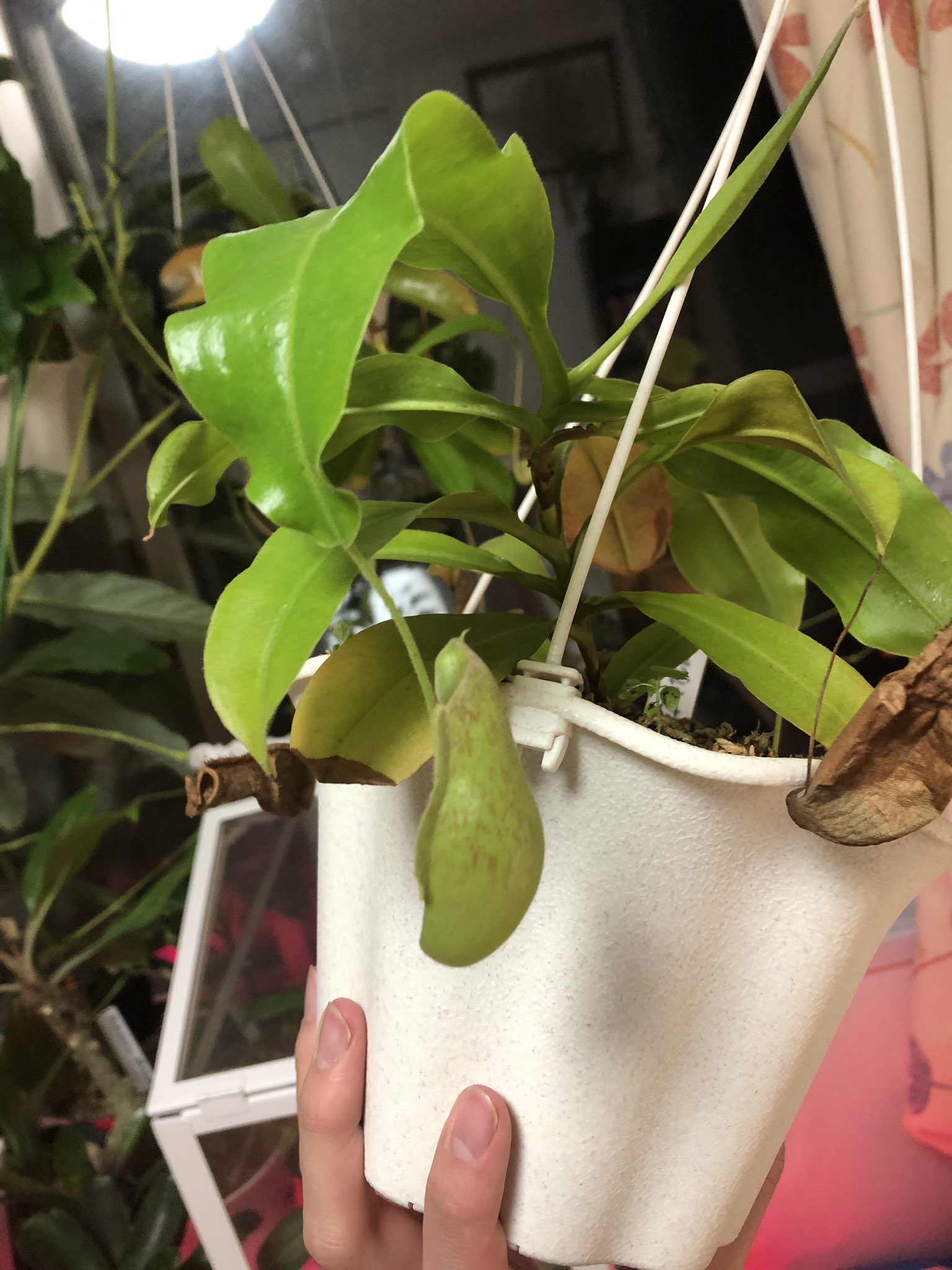 トイ吉 食虫植物 繋がらなくていいから俺の育てた観葉植物を見てくれ 1 ジャンプしまくってもうすぐ新しい袋が出来るリグレヤナ君 2 真っ二つに斑が分かれたクワズイモ君 3 100均の木の板に着生成功したビカクシダ君 T Co Tuyyslt5ei Twitter