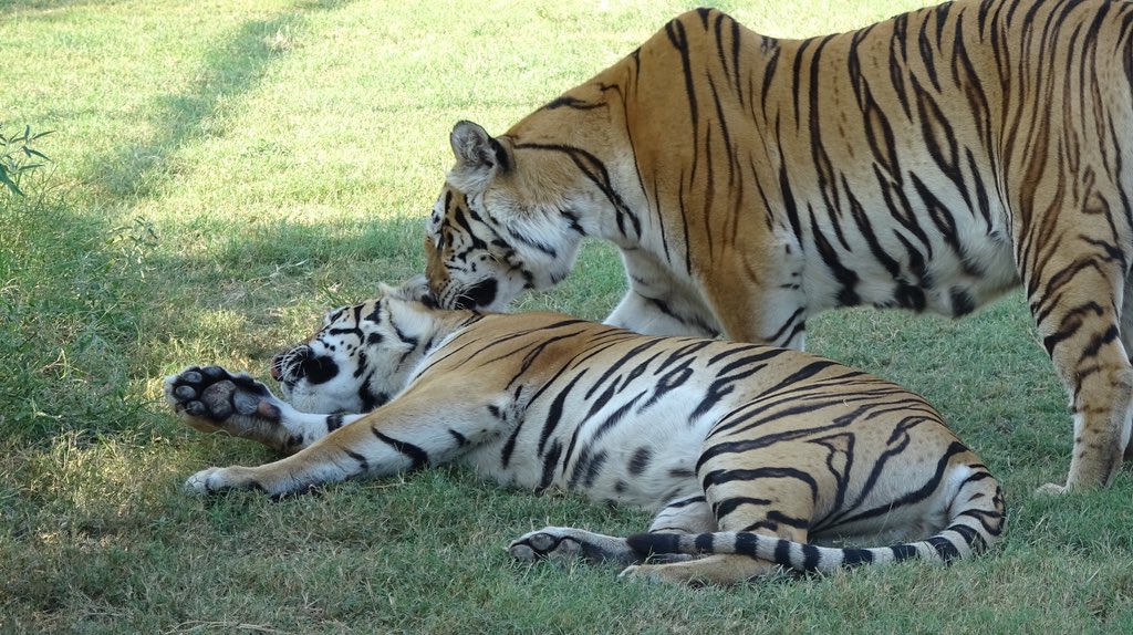 carerescuetexas tweet picture