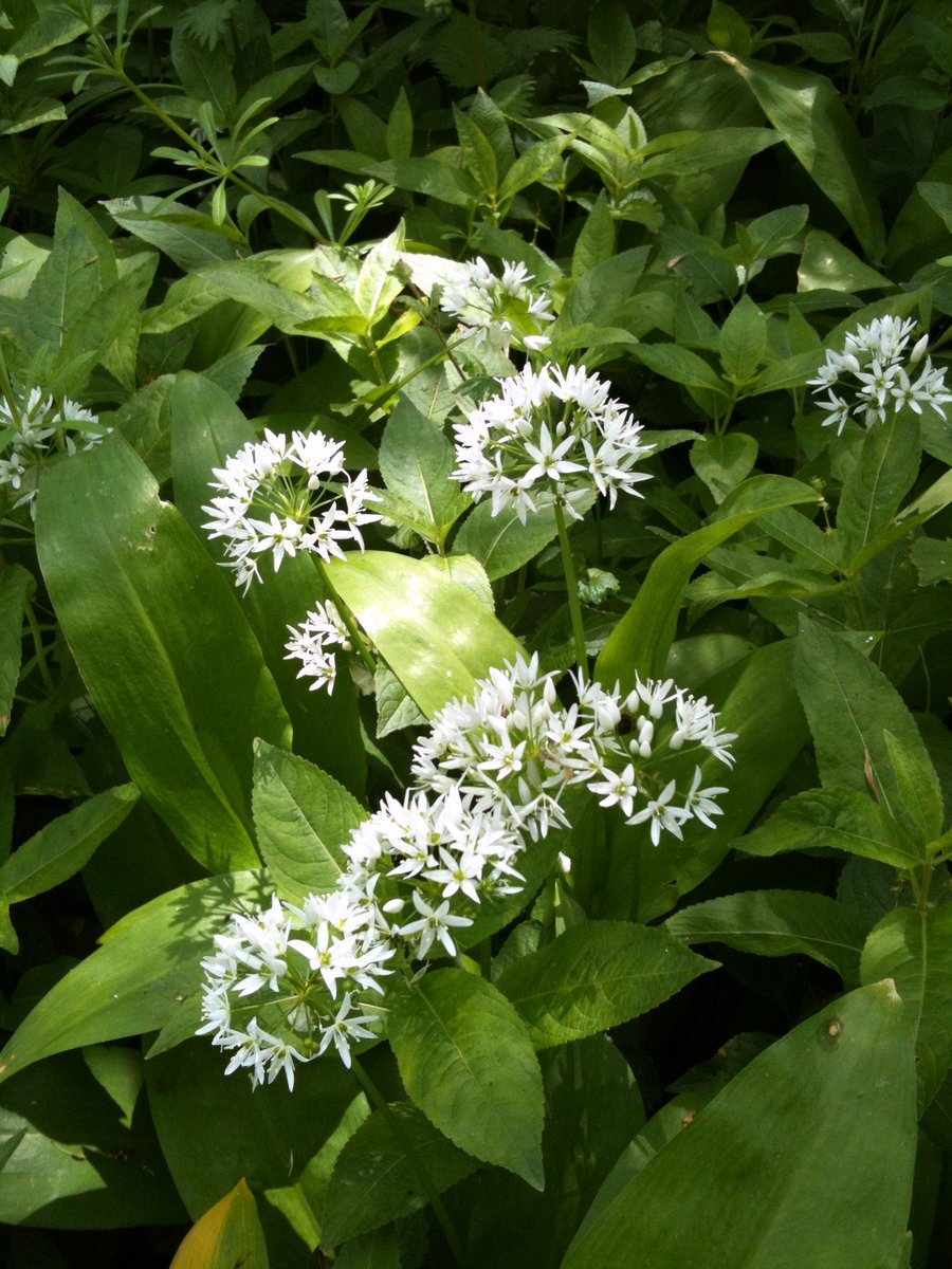 We will be using foraged wild garlic for our "Walk on the wild side" Pop Up event <a href="/oaksmidkent/">Oaks Restaurant MKC</a> in <a href="/MidKentCollege/">MidKent College</a> #Maidstone - we thought we would share one of our favourite uses with our Wild Garlic Pesto Recipe ow.ly/nZo630o0Lot  #givingstudentsareallifeexperience