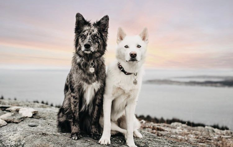 Dog__360's tweet photo. Only 8 days until spring! 🐾 Tag a friend who would enjoy this 📸 Ig @beingbirch • • 📦 Save 10% off your next order with promo code “POOCH360” ➡️https://t.co/lqYMmaqpjW #dog360 #spring https://t.co/OtJ5xRTAux