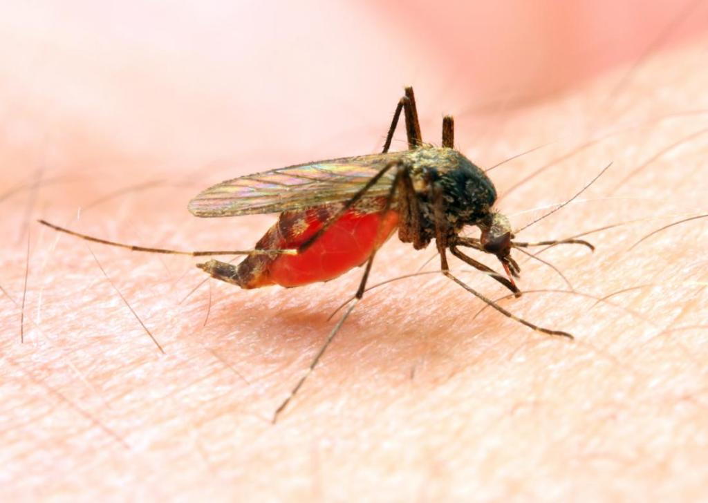 LOptics2019's tweet photo. Half a million tests and many mosquitoes later, new buzz about a malaria prevention drug https://t.co/8OrkdvybOW https://t.co/hKKpudZfwI