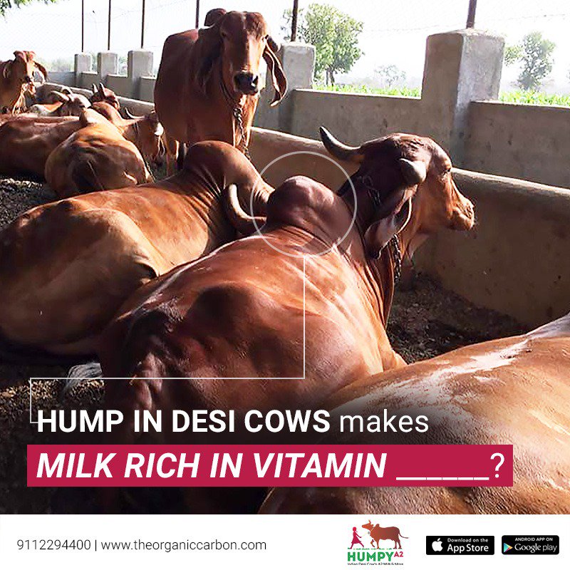 One of the most deficient vitamins in humans is found in abundance in desi milk. Know what makes hump the perfect mechanism of Vitamin D's production? #Cowonomics #DidYouKnow #MilkforHealth

#A2milk #organicmilk #homedeliverymilkpune #humpy #milk #pune #HumpyA2milk #indiancow