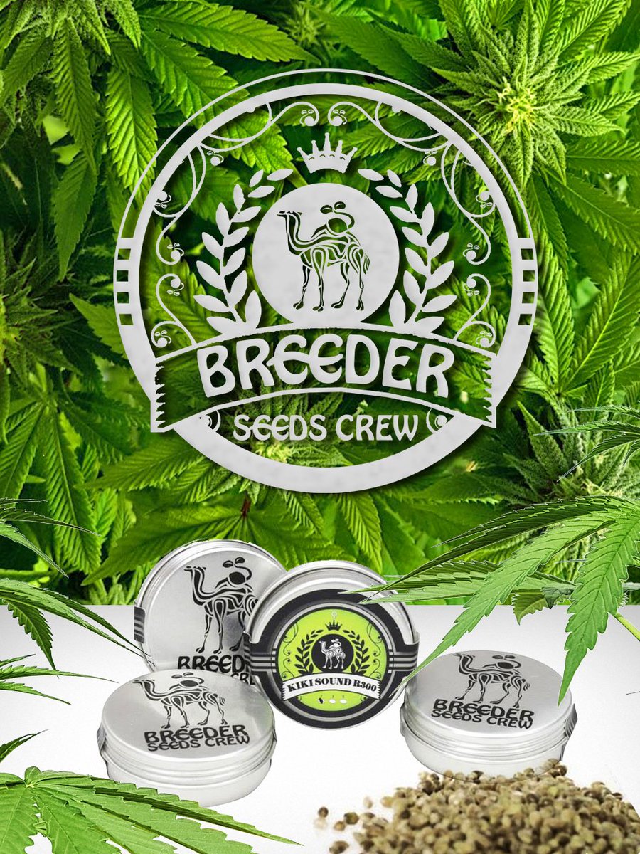 Breeder Seeds Crew tweet media
