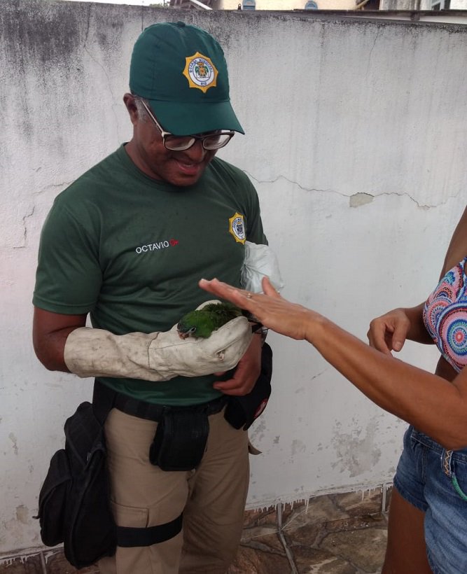 GMRio's tweet photo. Um filhote de #Maritaca foi resgatado por guardas da #PatrulhaAmbiental no bairro de #Olaria. Antes de ser solta na natureza a ave receberá tratamento veterinário no Centro de Recuperação de Animais Silvestres (CRAS), em Vargem Pequena. Conte sempre com a gente. #SomosAGuarda https://t.co/zcMqY3uqY0