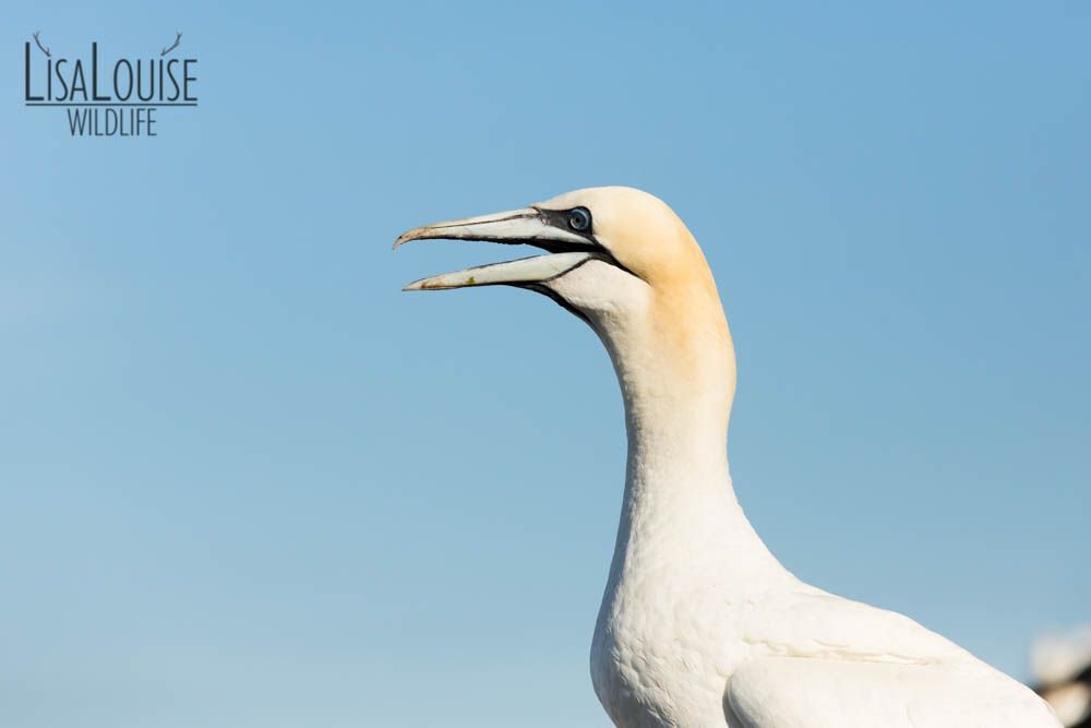 LisaLouiseG's tweet photo. Northern Gannet (Morus bassanus) calling from nest site to mate, Bass Rock, Scotland, United Kingdom https://t.co/SF0r4rLryh
