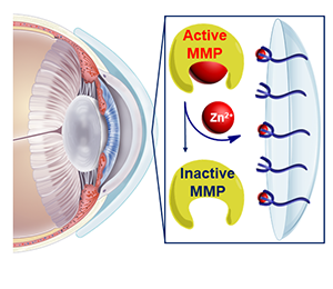 UNHNews's tweet photo. Researchers @UofNH have created a hydrogel that could one day be made into a contact lens to more effectively treat corneal melting, a condition that is a significant cause for blindness world-wide. @UNH_CEPS @NatEyeInstitute @NIH  https://t.co/q5wETFEtDf https://t.co/Mxi4Uz2YtX