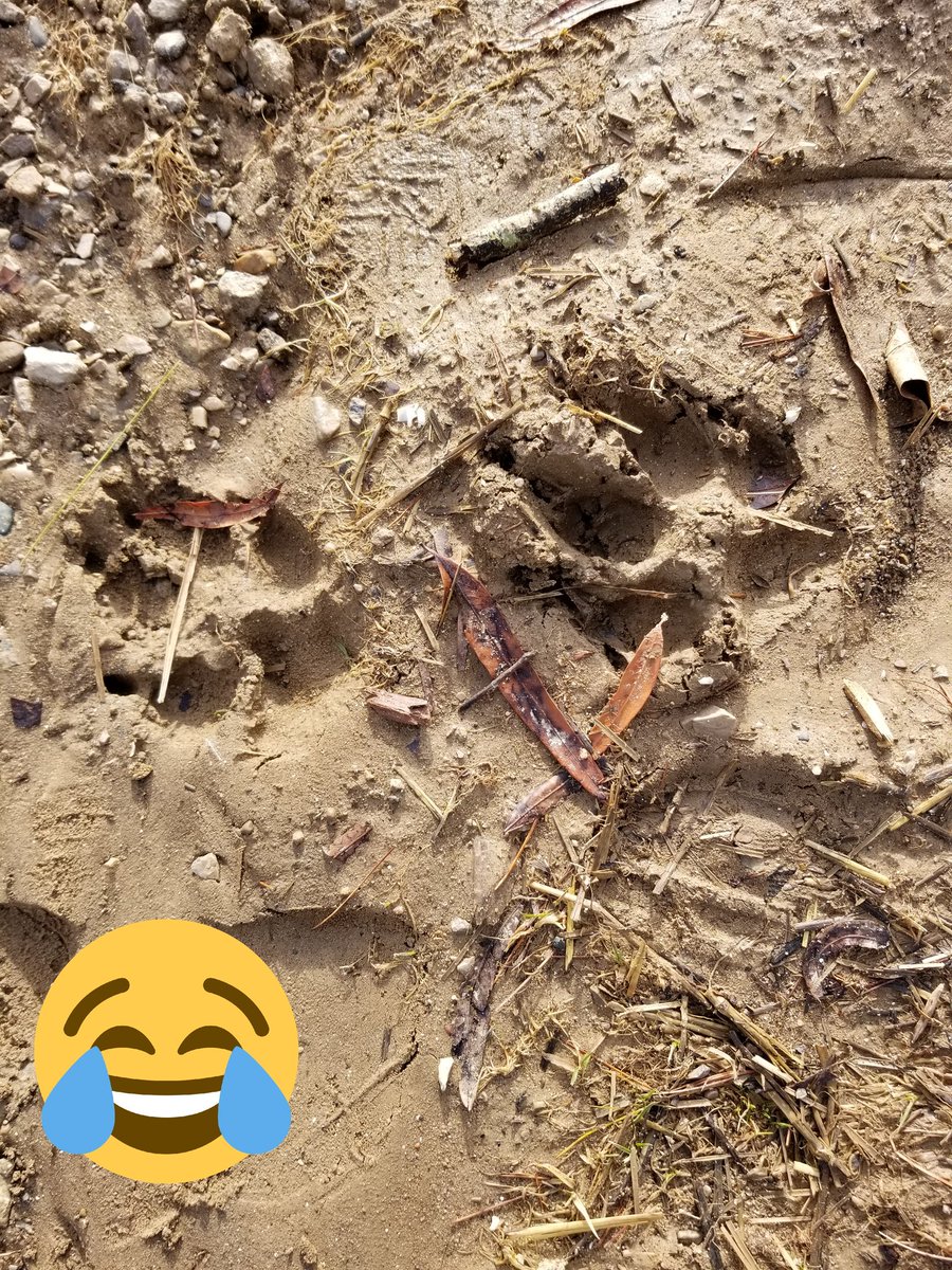 Tresnola's tweet image. CCDX animal tracking quote of the day: "I'm not sure if this is dog or bobcat." Let's hope it's dog! #ccdx2019 @CountryDay @CCDdreamteam #engineeredforfun