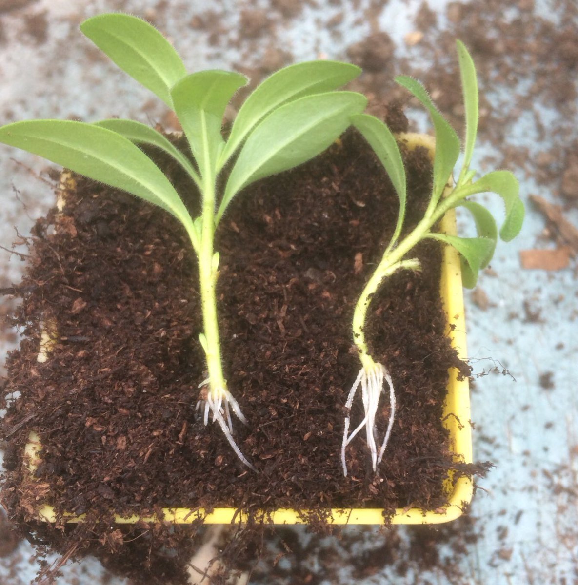 grannie_s's tweet photo. Gave in and bought a few #plug #plants lat week to use as stock plants. Nothing comes in here without a few #cuttings being taken. These  are calibrachoa  cuttings rooted in a week in a #hydropod. #propogate #Gyo https://t.co/KuP9InZONs
