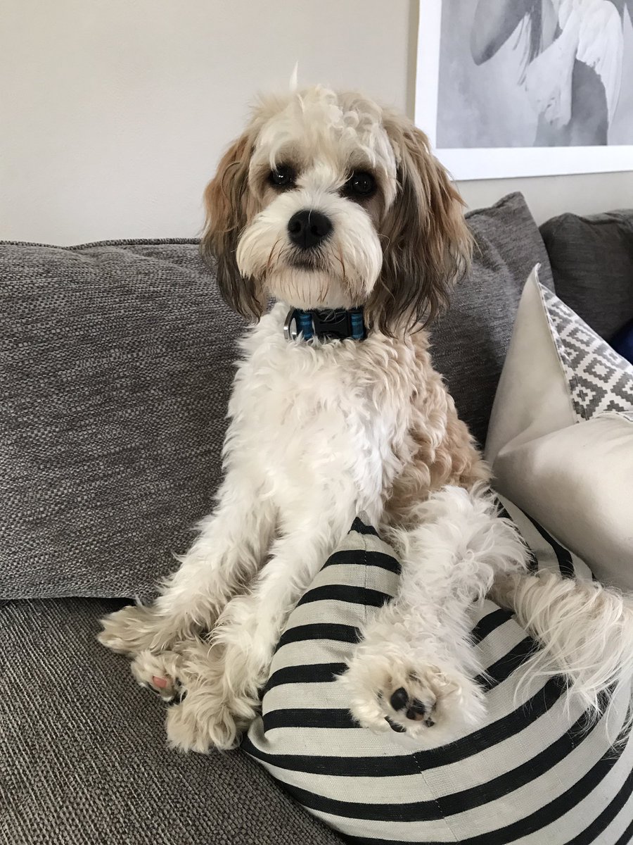 SuzzledMind's tweet image. Wow Yes Please!! They might look sweet but they have 20 dirty paws between them! 😁🤞❤️ #FlexClean #Competition #RugDoctorUK #CarpetCleaning