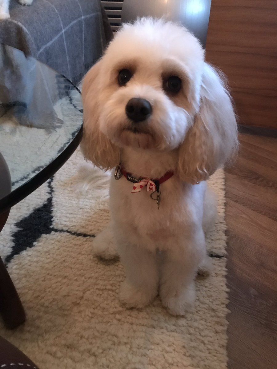 SuzzledMind's tweet image. Wow Yes Please!! They might look sweet but they have 20 dirty paws between them! 😁🤞❤️ #FlexClean #Competition #RugDoctorUK #CarpetCleaning