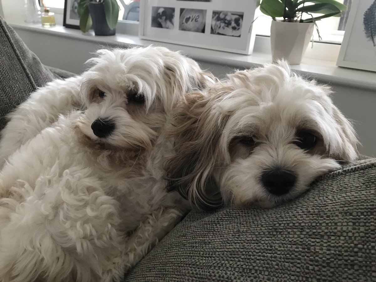 SuzzledMind's tweet image. Wow Yes Please!! They might look sweet but they have 20 dirty paws between them! 😁🤞❤️ #FlexClean #Competition #RugDoctorUK #CarpetCleaning