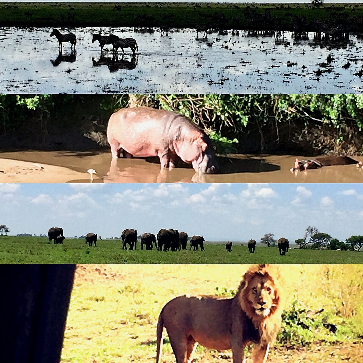 Chimeratravel's tweet photo. In honor of #TravelTuesday and #NationalWildlifeWeek, here are some of my favorite pics from my trip to Kenya &amp; Tanzania 2 yrs ago. (Not national, but still wildlife!) If you ever have the opportunity to go to either, do it.   And if you need help planning, I'd love to help! https://t.co/uMbOPwi56I