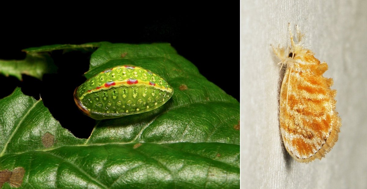  #METAMORPHOSIS - Cup  #Moth (Narosa nigrisigna, Limacodidae) https://flic.kr/p/Sne2M3  #insect  #China  #Yunnan  #entomology  #Lepidoptera