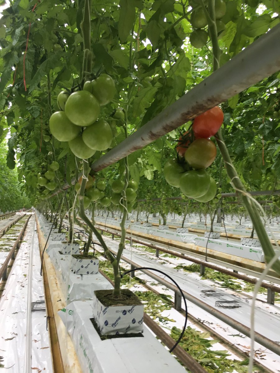 Duurzame Tomaten tweet media