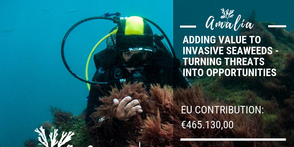 #EMFF funded AMALIA project is using invasive seaweed and turns it into food, feed and cosmetics. "Turning threats into opportunities" is their motto. europa.eu/!Md63Cq