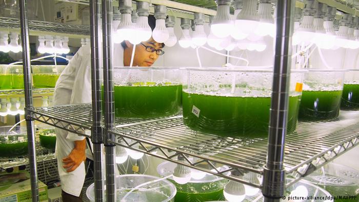 ClimateWed's tweet photo. Green energy solutions you've (probably) never heard of.
5) Algae fuel: this biofuel could help save d planet. some types of algae contain natural oils which can be used as replacements 4 diesel, gasoline & even jet fuel. Ineke Mules. #SustainableEnergy #AlgaeFuel
Photo: IM https://t.co/kwJMdmlJmo