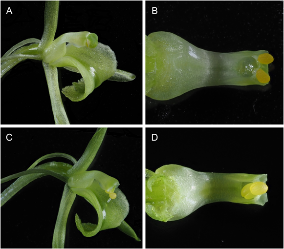 ESAEcology's tweet photo. #New feature from #TheScientificNaturalist in @ESAEcology

Rain-triggered self-#pollination in an #orchid that blooms during the rainy reason

#autogamy #reproduction

https://t.co/wBQTmZFudK https://t.co/KFNKLcrjX9