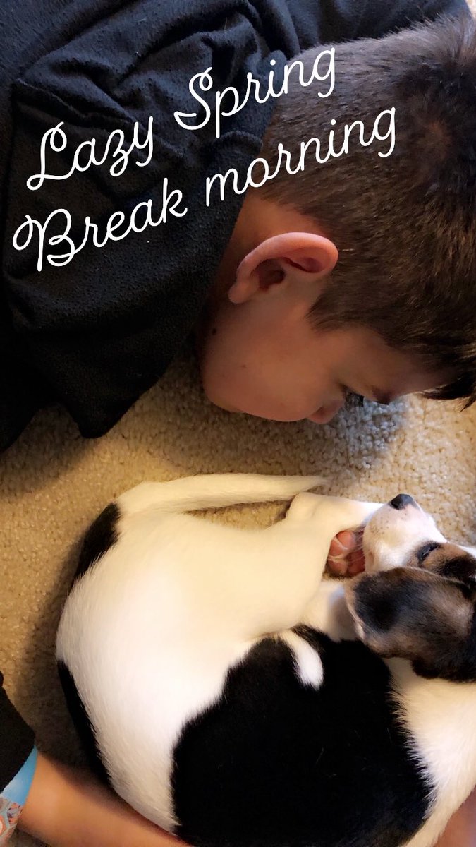 Tango38475664's tweet photo. Lots of ❤️ today. Feeling blessed to have found this little guy @HSNBApets #PetLife #DogsOfTwitter https://t.co/tKUJi5uyYT