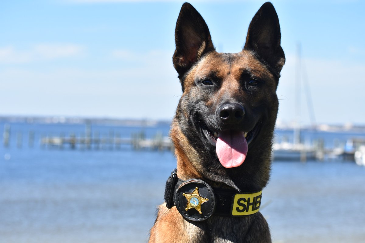 WCSOFL's tweet image. Happy #TongueOutTuesday from your WCSO K9 Unit! 👅🐾🚔

#WCSOK9 | #K9 | #TuesdayMotivation