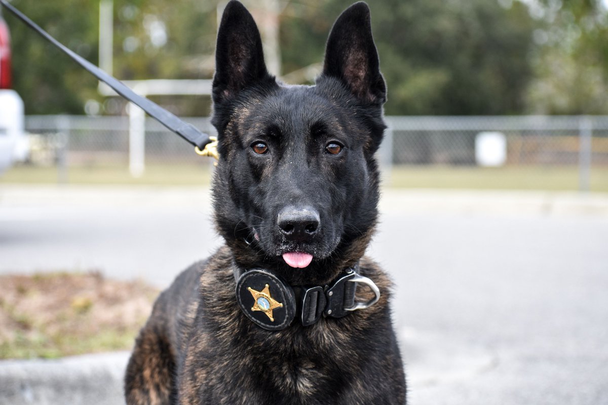 WCSOFL's tweet image. Happy #TongueOutTuesday from your WCSO K9 Unit! 👅🐾🚔

#WCSOK9 | #K9 | #TuesdayMotivation