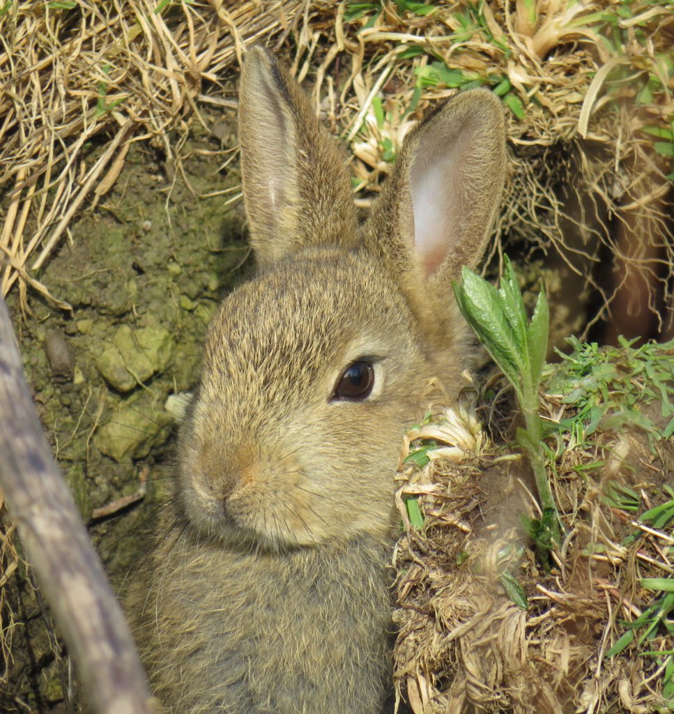 LostWordsSurrey's tweet image. The #LostWords for #Surrey campaign launches a week from today! Watch this space for details of the crowdfunding campaign and the fab rewards on offer! 
Help us to get Surrey’s children talking about #nature again! 🦉🦋🕷🐝🐸🦇