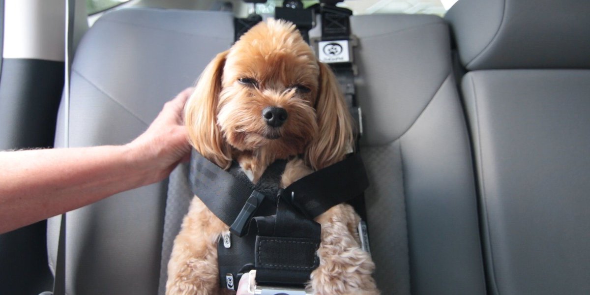 HaygateV's tweet photo. 31 Pets Products for Animal Lovers
#pets #tech #dogs #cats #animals
https://t.co/sA56KFOjhD https://t.co/VWHxS8hpWT