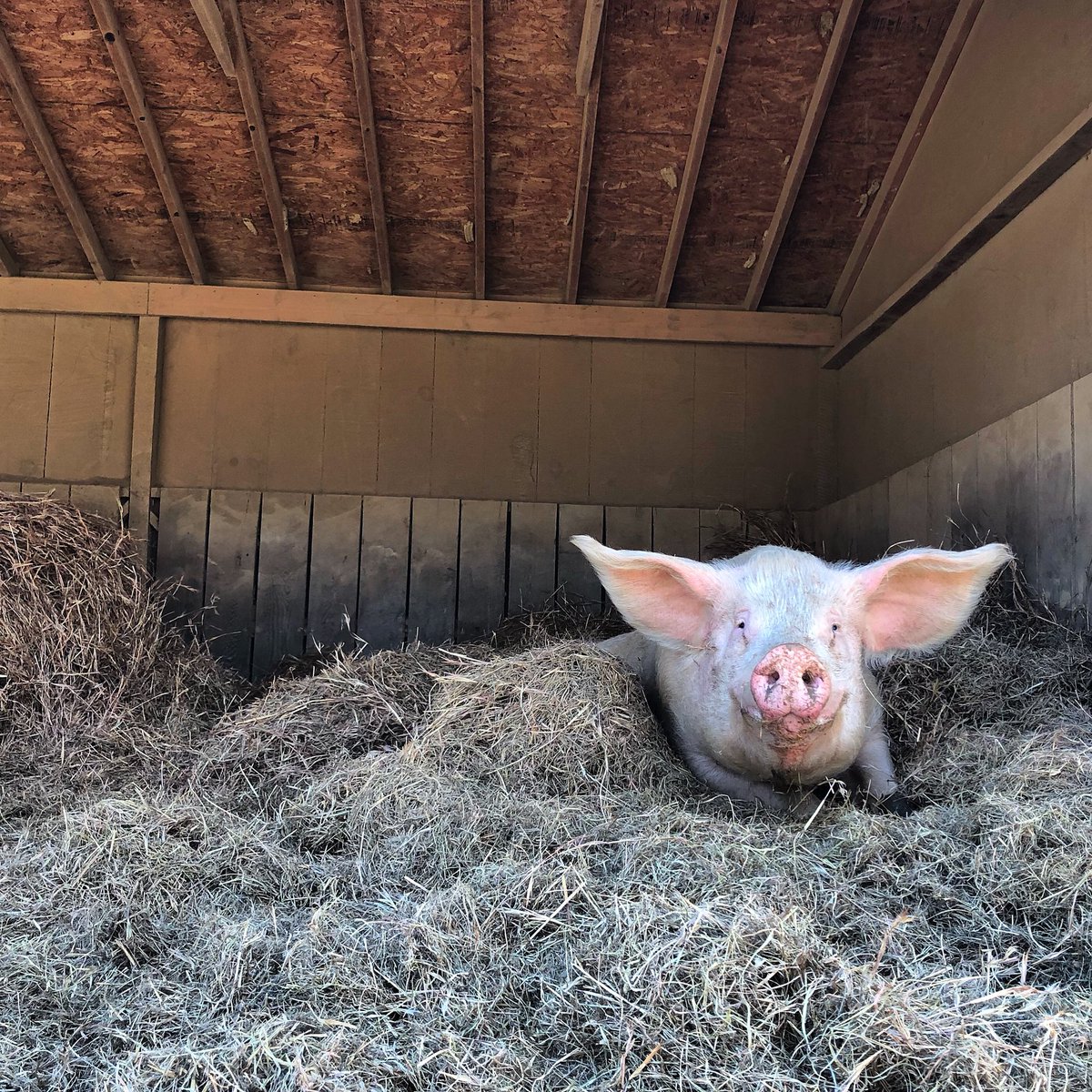 ThePigPreserve's tweet photo. Blue Eyed Wilbur here! Have you heard that you can help us pigs here at the preserve &amp; do something pretty cool like name this barn I’m sleeping in here?! Check out our new campaign, every little bit helps us reach our goals this year! Link is located in our profile description! https://t.co/dwsNzz4QAq