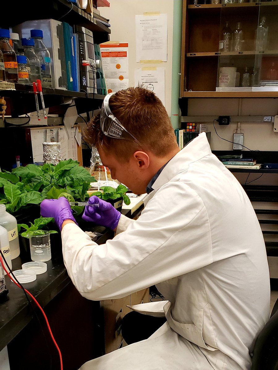 ryanbtoth's tweet photo. Doing Transient Gene Expression of a GFP tagged protein in Nicotiana tabacum! Thanks @AmrKataya1 for teaching me this technique! https://t.co/QjUBHf00bU