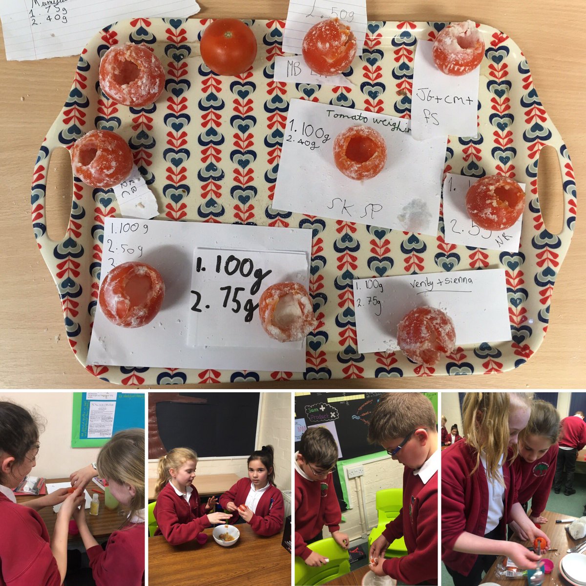 lowrithorpe's tweet photo. Today we mummified tomatoes. Just imagine the juicy fruit is a recently deceased pharaoh! We scooped out the insides (internal organs) cleaned with antibac (wine) and filled with bicarb &amp; salt (natron). 2nd pic is change after just a few hours. https://t.co/o17Y4xowrZ