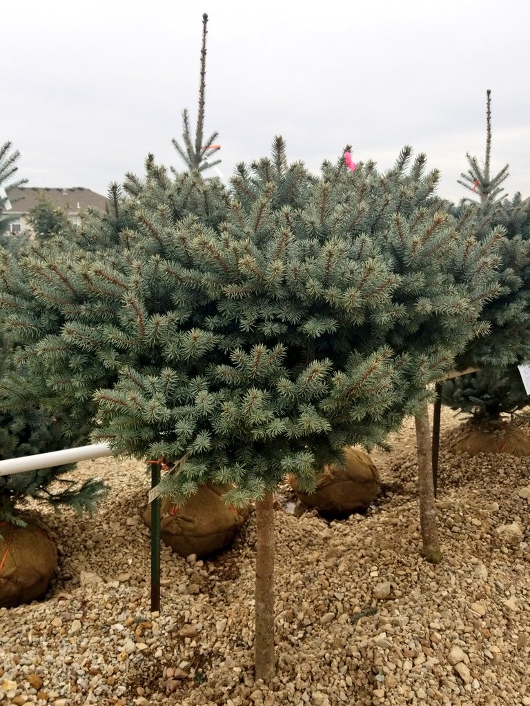 Home Nursery O'Fallon Distribution Center (ODCHomeNursery) Twitter