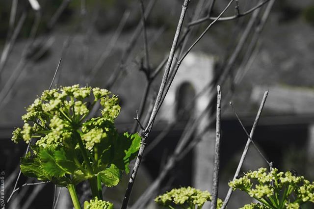 germmanyo's tweet photo. green on black background

#blackandwhite #bnw #monochrome #bwsweep #instapic #instablackandwhite #naturelover #moodcommunity #bnw_society #bw_lover #bw_photooftheday #photooftheday #bw #instagood #bw_society  #bw_photooftheday #insta_pick_bw #bwstyles_gf #irox_bw #extremadu… https://t.co/lMJ9zeJMR9