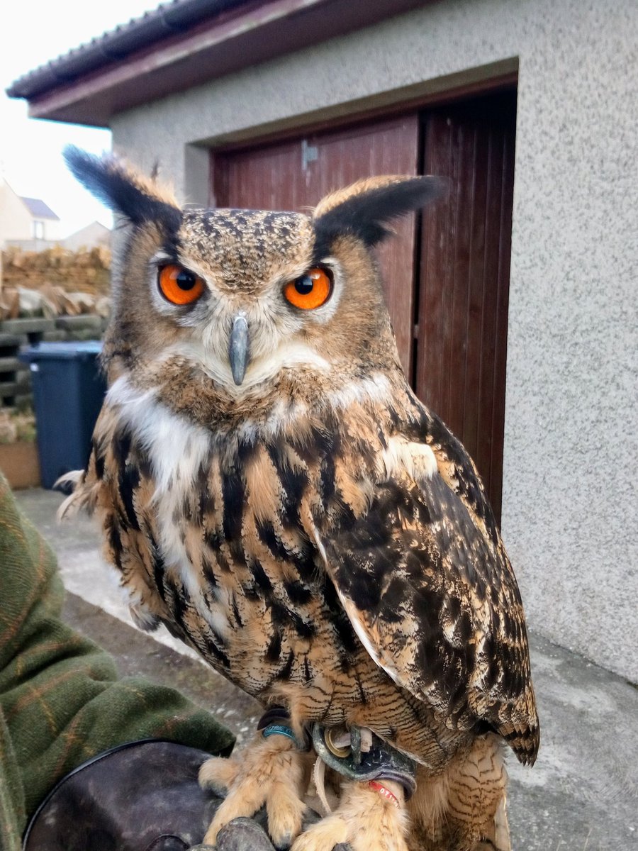 SkaillhouseF's tweet image. Odin come and see him @SkaillhouseF Our Eagle Owl. Will be at the School Hall Westray Saturday 16th March. #VisitScotland #Westray #Orkney #owls