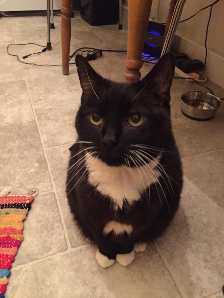 catcuddles's tweet photo. Elmo’s a sweet, independent, sassy old lady. She’s vocal when she wants attention (or food) but will let you know when she’s had enough with a gentle bite or a loud meow. She likes her space and doesn’t enjoy cuddling but will request a lot of pets throughout the day. #rehomehour https://t.co/CjSHTUVRwd