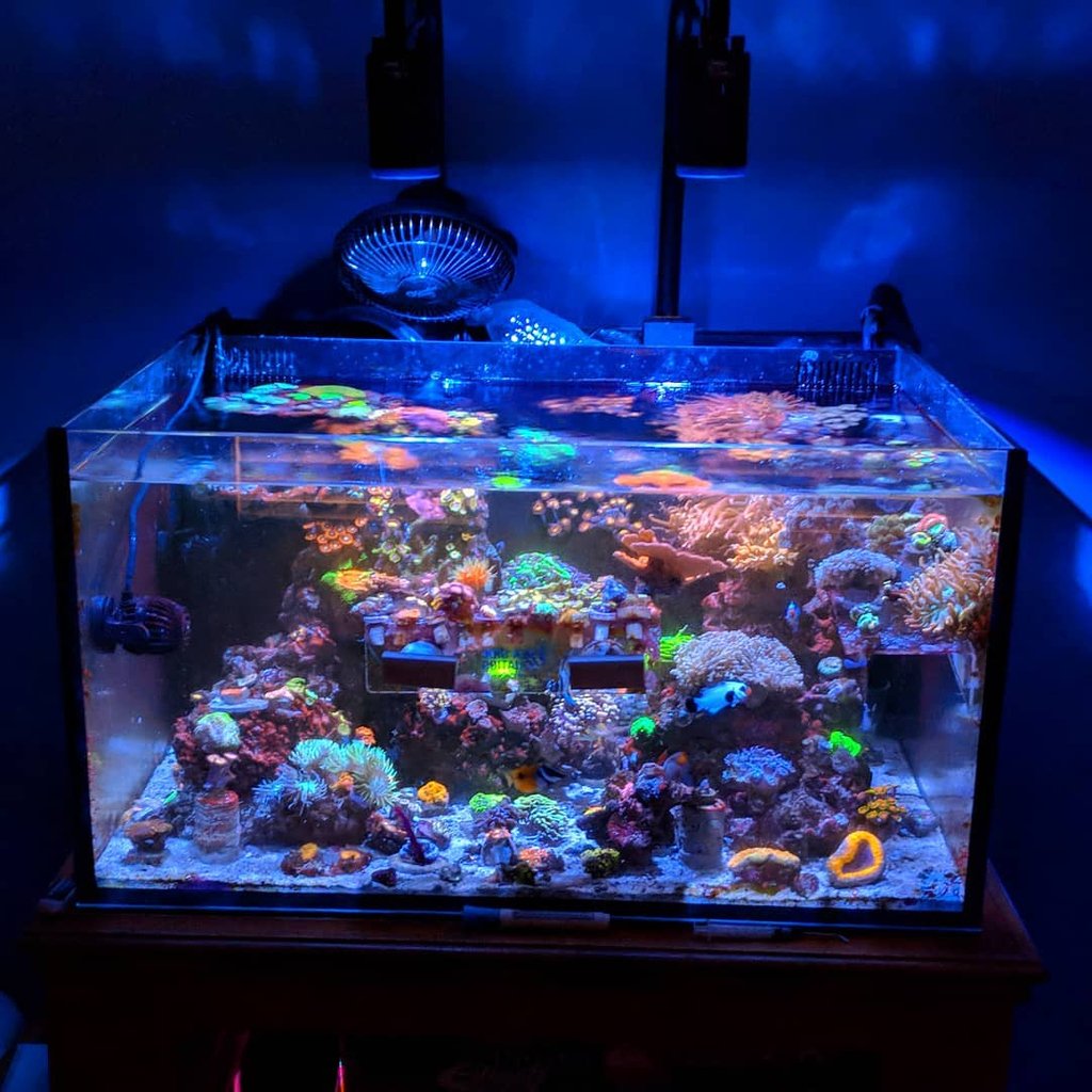 Kessil's tweet photo. If this tank were a hotel, the "No Vacancy" sign would lit up indefinitely. Must be a popular place for corals to stay!

💡 2 x A160 Tuna Blue
📸 IG @the_shallow_reef https://t.co/SFqvIzOdMy