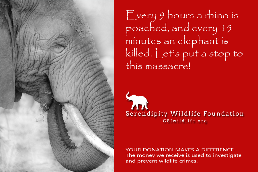 CSIWildlife's tweet photo. Every nine hours a #rhino is poached. We must stop this before it's too late! #Wildlife matters. https://t.co/tzbk0qMyBR
