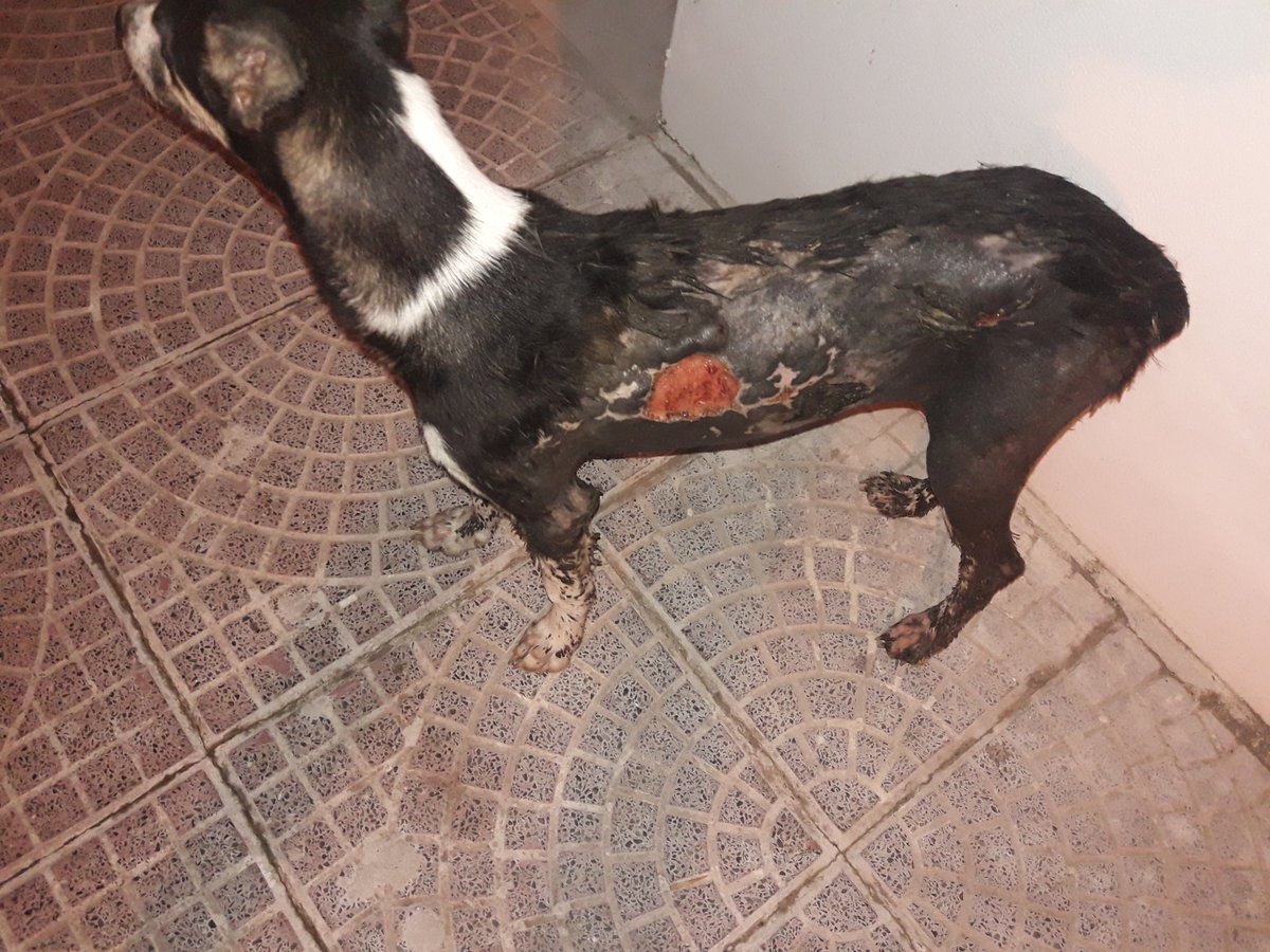 FrancoEnriquezU's tweet photo. Este perro anda todo lastimado, con la piel de su lado izquierdo muy abierto, tiene demasiados huecos en el pecho, estaba con dos vagabundos si alguien ubica este animal llamar a la protectora.

Difundir https://t.co/ZrXdMSXjiV