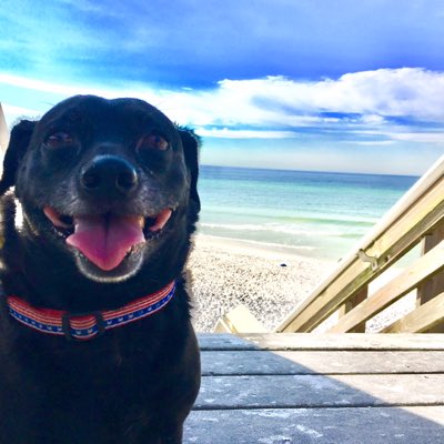 FriscoMutt's tweet photo. #NewProfilePic https://t.co/qI4kIbgx5b