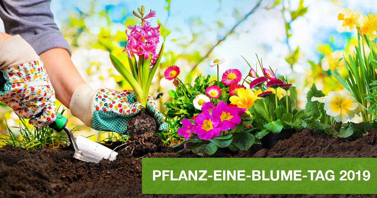 BASF_Agro_DE's tweet photo. Heute ist der #Pflanz-eine-Blume-Tag 2019! Er soll daran erinnern kurz vor #Frühlingsanfang #Blumen zu pflanzen, damit eine farbenfrohe Umgebung entsteht. Unsere #Landwirte aus dem #BASFFarmNetzwerk leisten durch Blühstreifen aktiv ihren Beitrag zur Erhaltung der #Artenvielfalt. https://t.co/MU5lb1bBfU