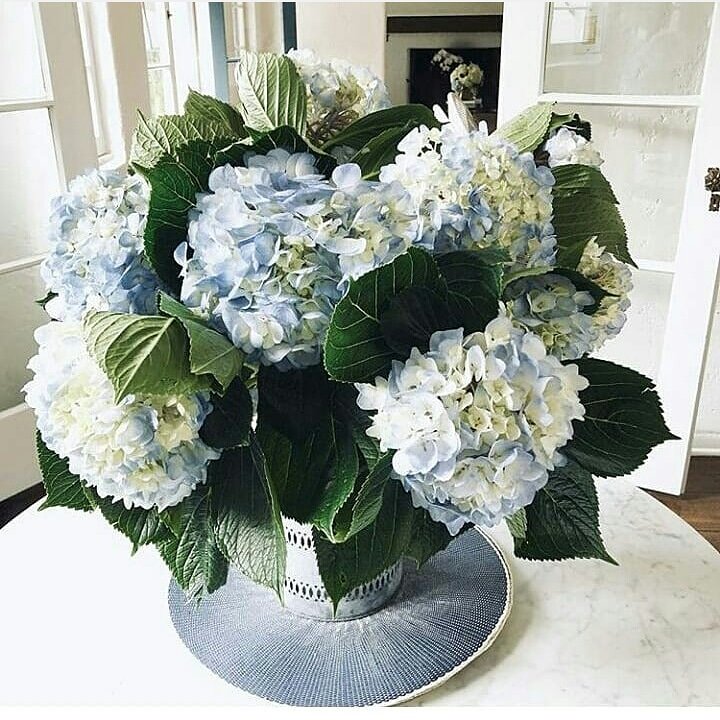 DIY lovely design by Coco <a href="/cococozy/">COCOCOZY</a> using our premium Blue hydrangeas from Gallonei.com @gallonei.flowers  #weddinginspiration #wedding #flowers#weddingstyle #love #hydrangeas #catering#flowersbygallonei #blue #white#purple Flowers By Gallon E&amp;I #gallonei#hydrangea