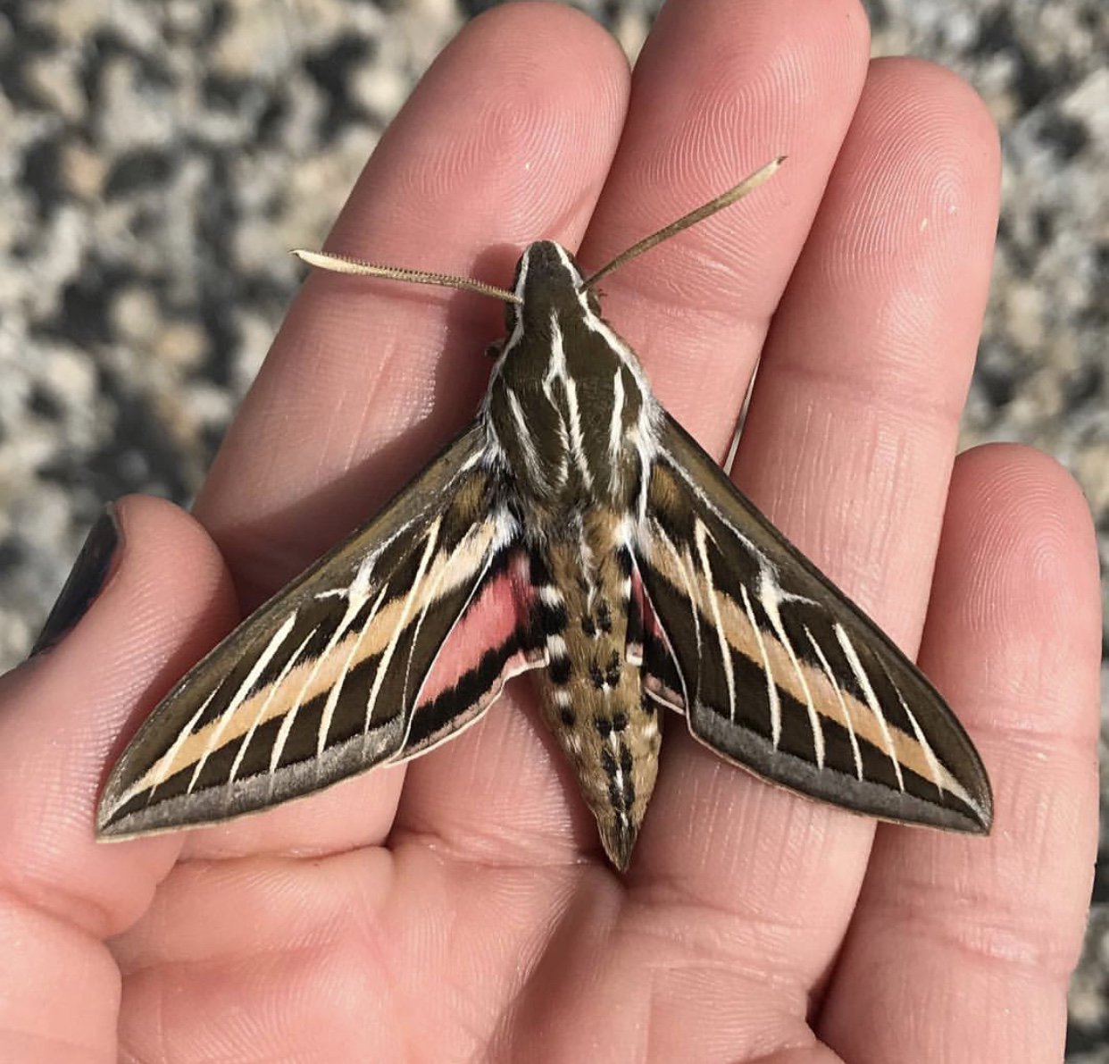 Images Of Moths In Texas