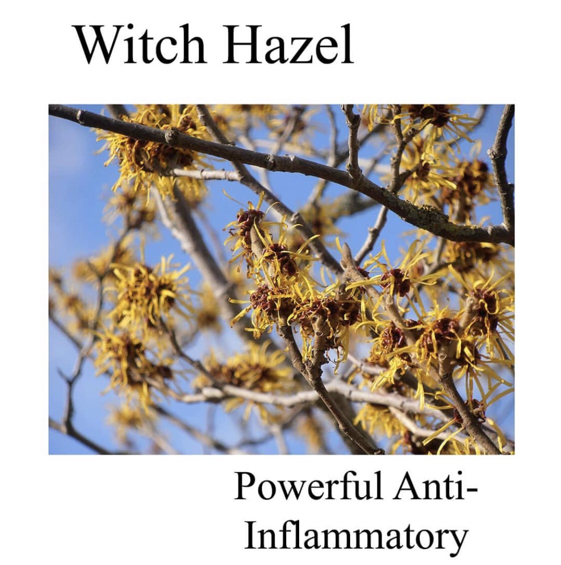 Botanica 33 contains one of our key ingredients witch hazel. It's long been used in traditional medicine!
🌻It's an astringent so it has the toning effect to tighten pores 🌻Speeds up the healing process of pimples and acne🌻Helps treat sunburn🌻Slows down the aging process